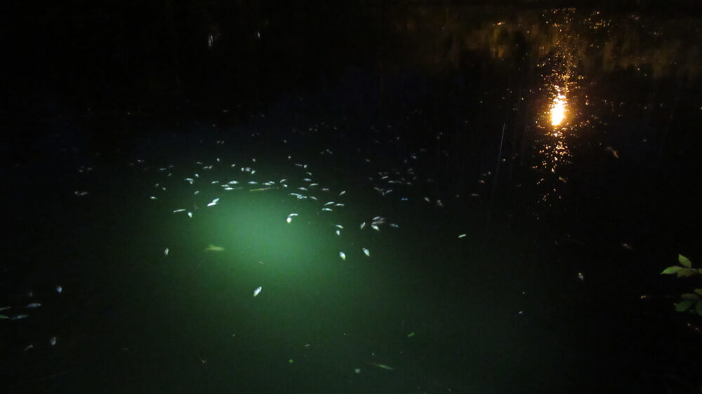 fotografia wykonana w porze nocnej w tle widać wode w kolorze zielonym na której widać śnięte ryby