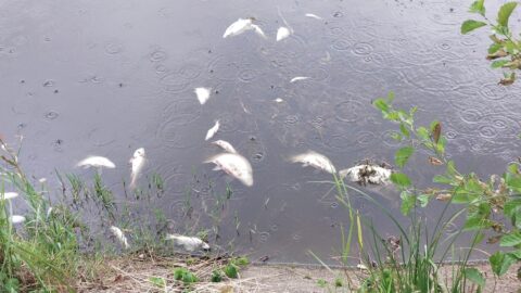 Zdjęcie nr 1 śnięte ryby na powierzchni wody