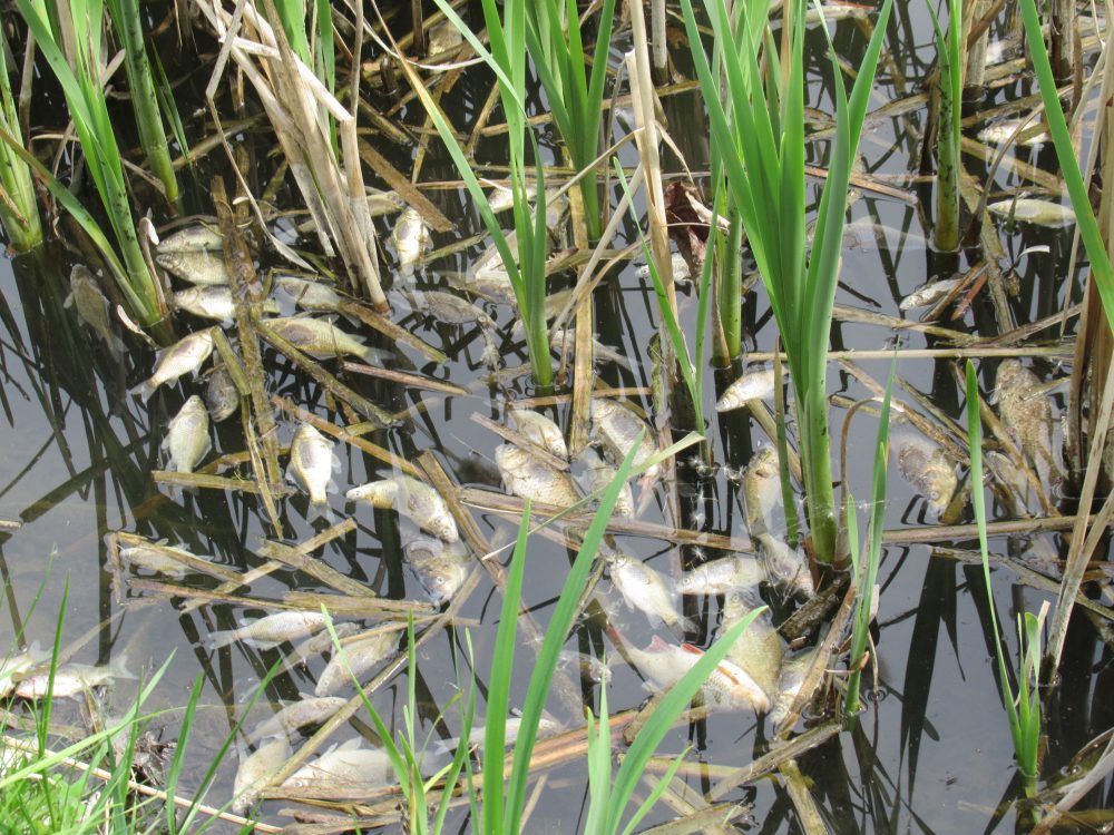 Śnięte ryby w Parku Zdrojowym w Busku-Zdroju